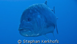 Giant trevally (Caranx ignobilis) taken at Jackfish alley... by Stephan Kerkhofs 